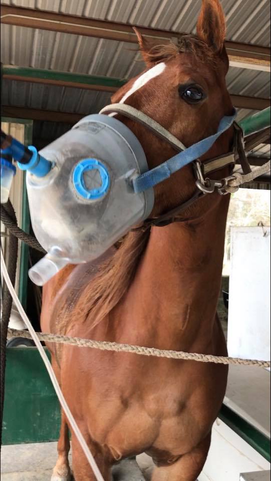 Horse Swim offers special services in addition to swimming