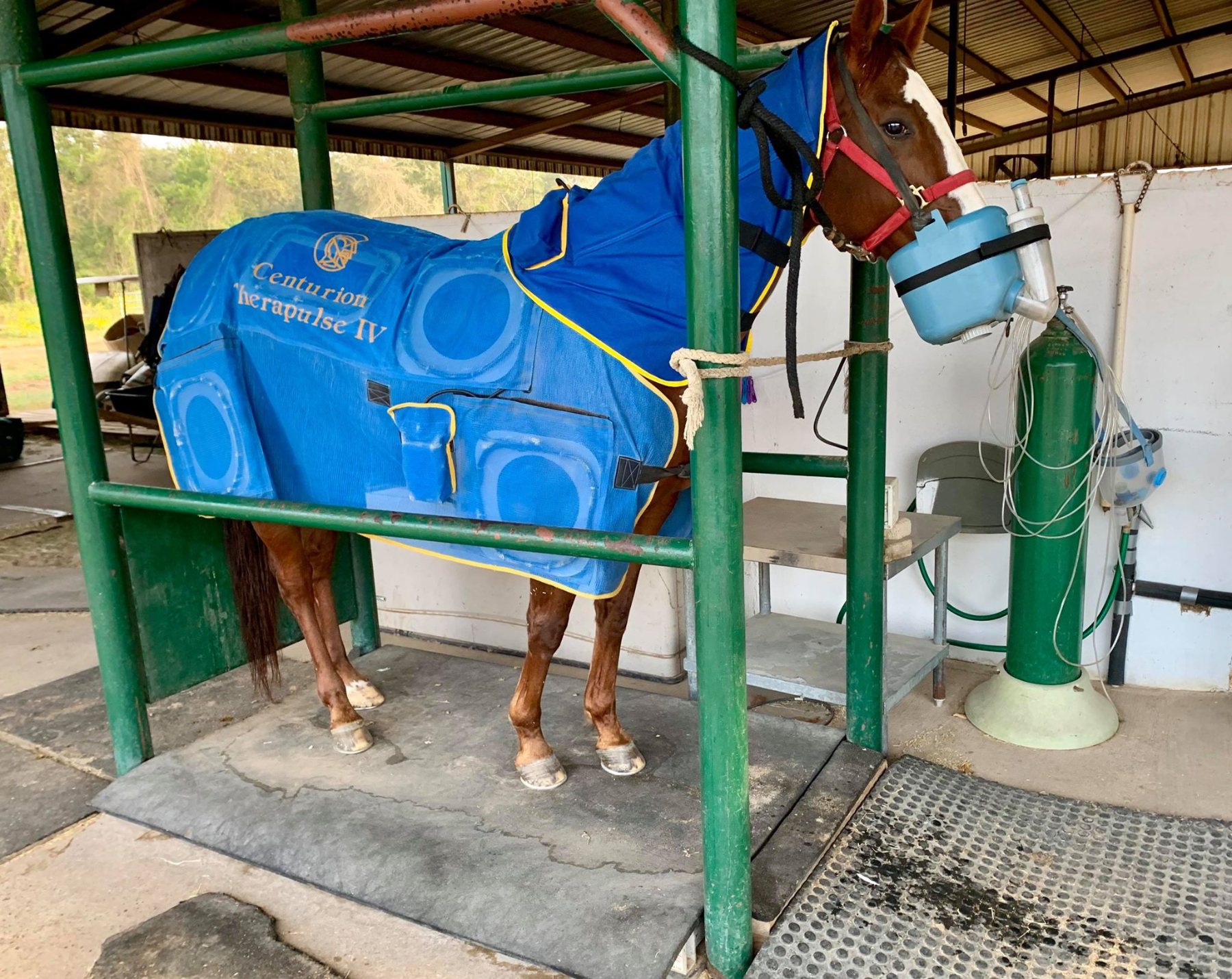 Centurion Therapulse Therapy at Horse Swim