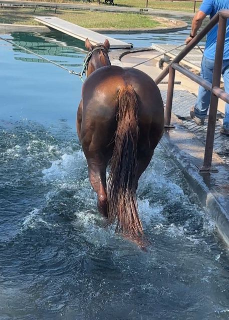 Horse walking through the pool at Horse Swim, seen from behind