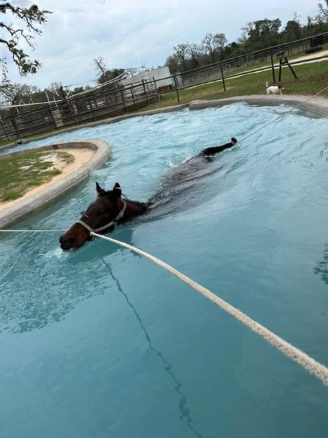 Bay horse swimming in the Horse Swim pool