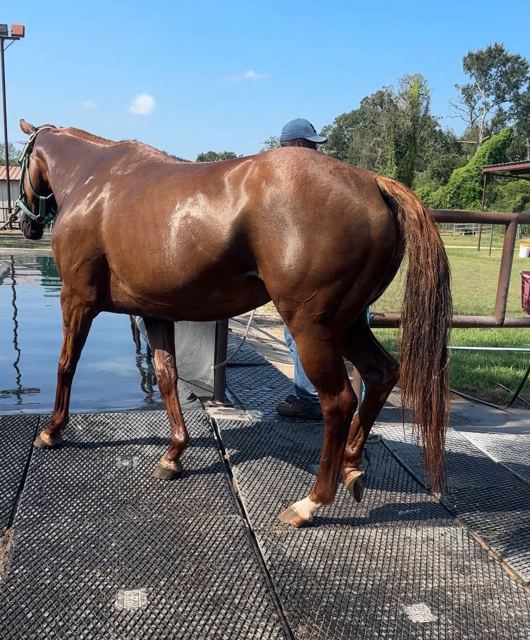 Chestnut horse walking out of the pool onto the rubber mats